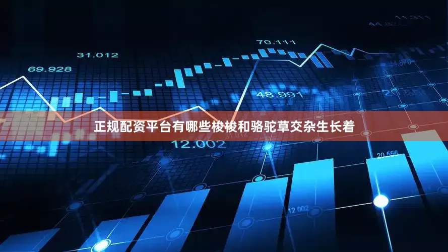 正规配资平台有哪些梭梭和骆驼草交杂生长着